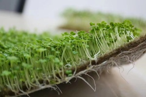 100% <span class=keywords><strong>Feutre</strong></span> de jute biodégradable pour l'agriculture - Product Image 2