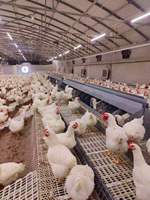 Nichoirs manuels automatiques pour œufs de poule Nichoir pour ferme avicole Nichoir pour pondre des œufs Rouler pour ramasser des poules