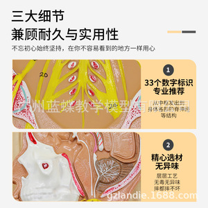 Modèle du système nerveux humain ; modèle anatomique du système nerveux cérébral ; système nerveux central ; nerfs vertébraux ; nerf médian - Product Image 5