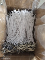 En stock, mèches de bougie en coton pré-encollées à la cire de paraffine, accessoire de maintien/support/dispositif de centrage de mèche pour la fabrication de bougies