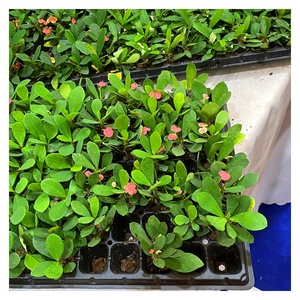 Offre Spéciale plastique profondément enracinée planteur plateaux <span class=keywords><strong>de</strong></span> semis, plante arbre graines plateau en ligne - Product Image 5