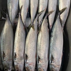 Emballage en vrac certifié HACCP de maquereau entier congelé de qualité supérieure pour la vente en gros de services alimentaires - Product Image 1