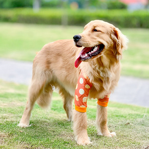 Ropa protectora de rodilla y codo para Golden Retrievers y Labradores Protección de articulaciones y antiabrasión - Product Image 2