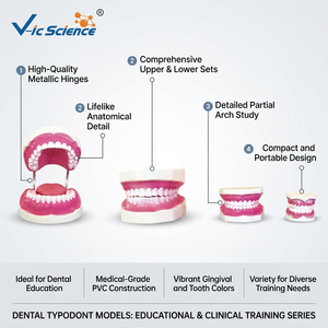 Modelo Anatómico Dental <span class=keywords><strong>de</strong></span> la Estructura del Diente Humano para la Enseñanza <span class=keywords><strong>de</strong></span> Estomatología en Facultades <span class=keywords><strong>de</strong></span> Medicina, con Certificaciones CE, ISO, ROHS y CNAS, para la Salud Dental - Product Image 1