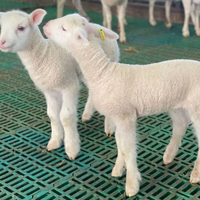 Plancher de lattes en plastique pour bétail de chèvres Plancher de lattes en plastique pour ferme de chèvres pour moutons