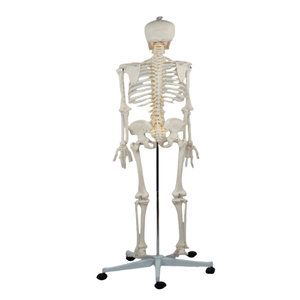 Modelo de Esqueleto <span class=keywords><strong>Humano</strong></span> Masculino de Tamaño Real de 176 cm con Nervio Espinal, Arteria Carótida, Base con Soporte, Modelo de Enseñanza de Anatomía Ósea Humana - Product Image 5