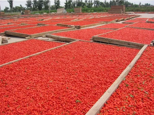 Baies de Goji de Ningxia Zhongning, 100% naturelles, biologiques, qualité supérieure, nouvelle récolte, baies de Lycium chinoises séchées, 25KG/SAC, vente <span class=keywords><strong>en</strong></span> gros - Product Image 3