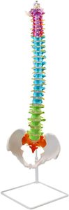 Medizinisches menschliches Wirbelsäulen modell Lehr anatomie modell Wirbelsäulen farbenes flexibles anatomisches Modell mit Wirbel nerven arterien Becken - Product Image 6