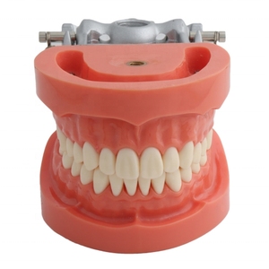 <span class=keywords><strong>Modello</strong></span> Dentale Approvato dalla Fabbrica con Denti Rimovibili, <span class=keywords><strong>Modello</strong></span> di Studio Standard con Gengiva Rossa Morbida per Scienza Medica CE/ISO - Product Image 5