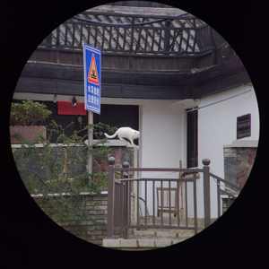 Chegada mais recente 10X42 ED Corpo De Metal Verdadeiro ED APO Lens Telhado Binóculos À Prova D' Água Bak4 Prisma para Bird Watching Caça Camping - Product Image 3