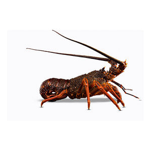 sothern rock lobster live wholesale seafood dishes import export