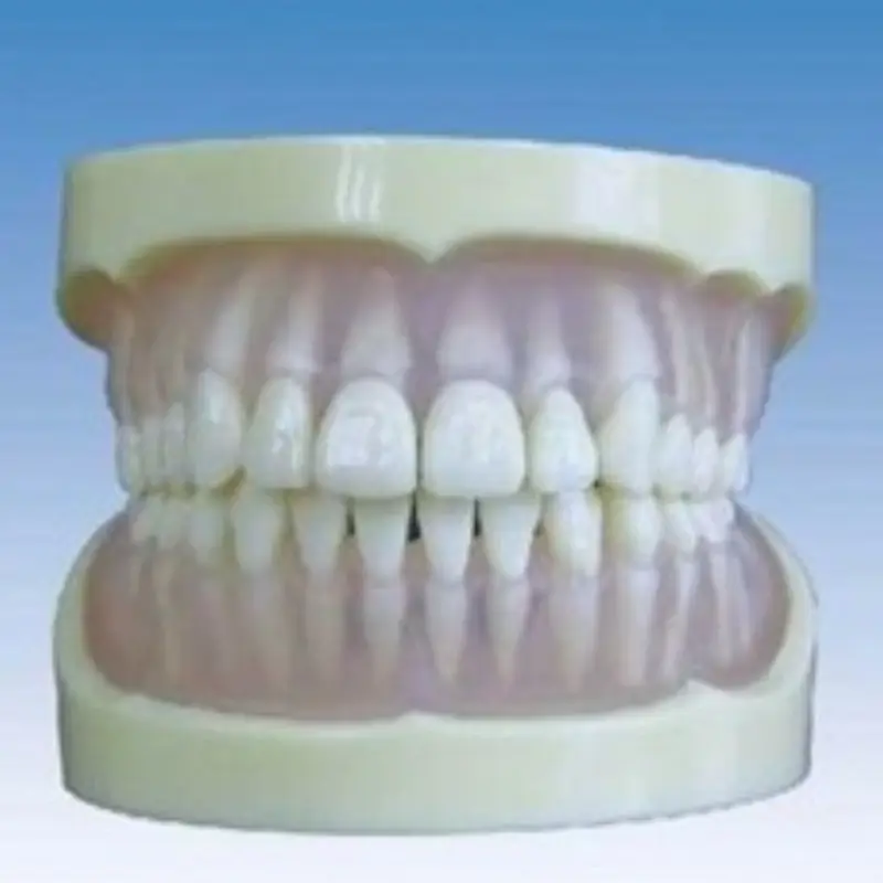 Modello di dente standard con colla morbida trasparente a bocca intera per l'uso ospedaliero dentale