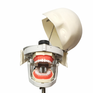 Modello di Testa Dentale Sciedu, Simulatore Manikin per Odontoiatria, Attrezzatura per Studenti di Odontoiatria - Product Image 2