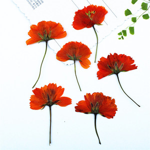 Cosmos Seco Prensado Lateralmente con Tallos, Flores Naturales de Cosmos para Fabricación de Velas, Inclusiones en Jabón, Resina Epoxi y Decoración Artesanal - Product Image 2