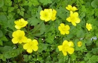 Approvisionnement d'usine prix de gros 3% alcaloïdes Uncaria Tomentosa poudre alcaloïdes poudre extrait de griffe de chat alcaloïdes végétaux
