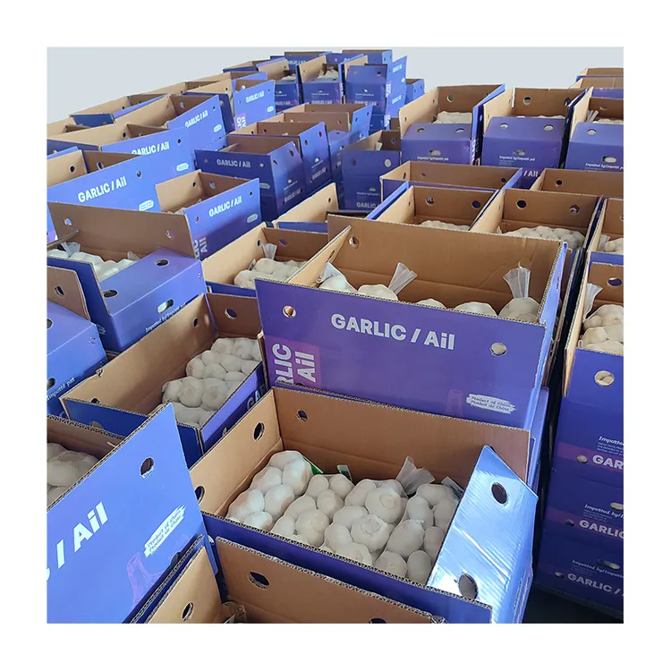 Hot sale 5.5cm fresh non-peeled normal white garlic for export with GLOBAL GAP 2023 new China white/purple garlic for wholesale