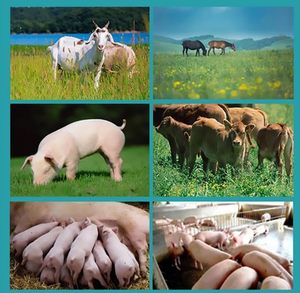 Equipo de Ultrasonido Veterinario para Pruebas de Gestación Animal con Sonda Lineal Rectal de 7.5Mhz para Ganado, Caballos, Camellos y Vacas - Product Image 6