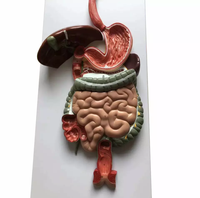 Modelo Anatómico de PVC del Sistema Digestivo Humano para Enseñanza y Formación Médica, con Certificación CE/ISO