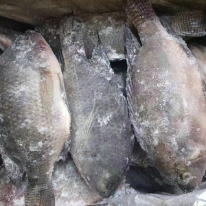 Vente en gros de poisson <span class=keywords><strong>Tilapia</strong></span>, <span class=keywords><strong>Tilapia</strong></span> <span class=keywords><strong>du</strong></span> <span class=keywords><strong>Nil</strong></span> entier congelé, <span class=keywords><strong>Tilapia</strong></span> noir - Product Image 3