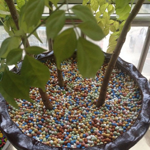 Conterry Expanded <b>Clay</b> <b>Pebbles</b> 5-6mm Mixed Colors Round Non-Toxic For Hydroponic Horticulture And Flower Cultivation - Product Image 2