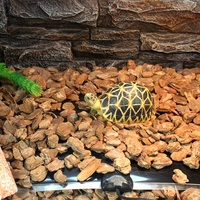 Tapis chauffant électrique pour terrarium sous réservoir 42*28cm 20W, imperméable, pour reptiles