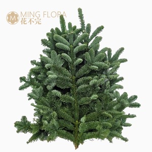 Branches de pin Norbeau authentiques Mingflora en provenance du Danemark, niveau 1, décorations florales de Noël - Product Image 4