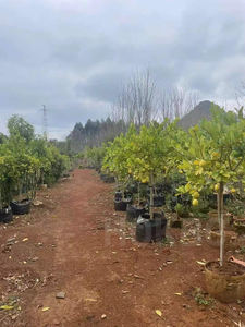 HOKBG personalizado negro precio barato PP tejido planta flor vegetal árbol plántulas Bolsa duradera bolsa de cultivo - Product Image 4