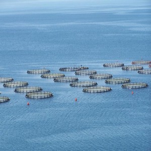 Sistema de jaulas circulares de HDPE llave en mano, solución completa de acuicultura para granjas comerciales en el océano - Product Image 2