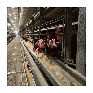 Système de batterie <span class=keywords><strong>motorisé</strong></span> <span class=keywords><strong>automatique</strong></span> en acier galvanisé à bon prix pour cages à poules pondeuses de type H - Product Image 5