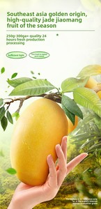 Tai <strong>Mango</strong> 500g Large Original Bulk <strong>Dried</strong> <strong>Mango</strong> Slices Sweet Preserved Fruit Candied Office Snacks Leisure <strong>Dried</strong> <strong>Mango</strong> - Product Image 5
