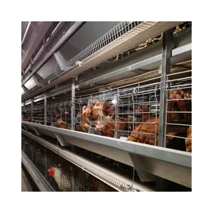Galvanized Wire H Frame Fully Automated Battery Layer Cage For Modern Poultry Farm