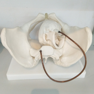 Modèle anatomique <span class=keywords><strong>du</strong></span> bassin féminin avec crâne fœtal, modèle osseux de gynécologie A1038 - Product Image 3
