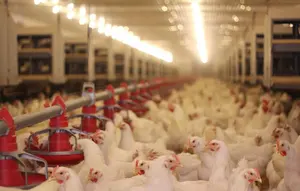 Premix Pakan Bersertifikat FAMI-QS/ISO/GMP dengan Elemen Jejak Organik Pakan Ayam untuk Ayam Pedaging