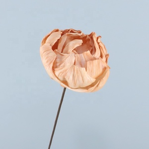 Flores Secas de Peonía <span class=keywords><strong>Preservadas</strong></span> en Madera Sola Multicolor, Venta Especial en Instagram, <span class=keywords><strong>Tallo</strong></span> Largo, Decoración para el Hogar, para el Día de la Madre y Pascua - Product Image 3