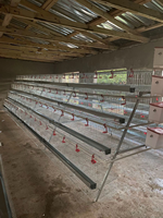 Cage automatique pour poules pondeuses et poulets de type batterie, en treillis métallique, pour 1000 poulets
