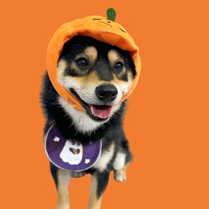 2025 Halloween calabaza fantasma gato perro mascota pañuelos lindo algodón babero especias toalla con patrón sólido accesorios de temporada de invierno - Product Image 1