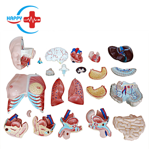 Modèle éducatif humain HC-S240, modèle de torse bisexuel, anatomie avec 23 pièces - Product Image 5