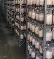 3lb tout en un substrat de culture de champignons et de baies de seigle dans un sac de culture avec port d'injection et filtre
