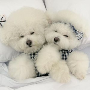 Оптовая продажа, Популярная хлопковая мягкая клетчатая одежда для сна для собак, одежда для собак, товары для домашних животных, пижама для домашних животных - Product Image 5