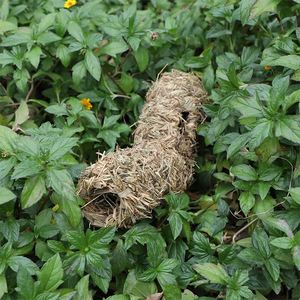 อุโมงค์งานฝีมือทำจากฟางสำหรับทำรังนกและตกแต่งสวน ขนาด M ลายไม่สม่ำเสมอ แหล่งกำเนิดฝูเจี้ยน - Product Image 2