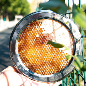 Chất lượng cao 100% tinh khiết sidr mật ong Lược lớp học đầu tiên ong tự nhiên mật ong trong số lượng lớn cho bán buôn - Product Image 3