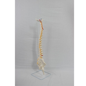 نموذج هيكل عظمي بشري بالحجم الطبيعي من DARHMMY مصنوع من البولي فينيل كلوريد مع عظم القصبة الخلفية ونظام الأوعية الدموية والعمود الفقري والحوض والعظم الفخذي والأعصاب الظهرية - Product Image 3