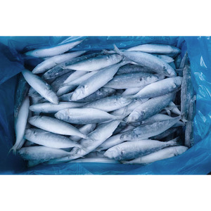 <span class=keywords><strong>Maquereau</strong></span> du Pacifique congelé 100-200g, petits poissons HGT, provenant d'un fournisseur chinois - Product Image 3