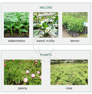 Machine de planteur de semis automatique, pour tabac - Product Image 2