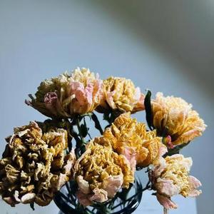 Ramo de Flores Secas de Peonía Moutan Natural Preservada de Fábrica de Yunnan para Decoración Boho de San Valentín, Bodas, Hogar y Navidad - Product Image 4