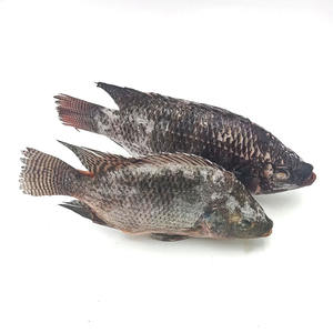 Poisson Tilapia Congelé, Poisson Tilapia Noir, Poisson Tilapia Vivant à Vendre, Fruits <span class=keywords><strong>de</strong></span> Mer Tilapia Congelés - Product Image 1