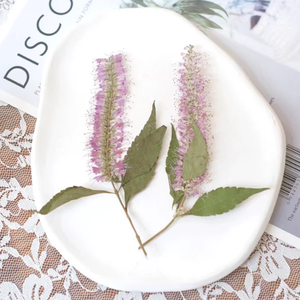 <span class=keywords><strong>Salix</strong></span> con ramas Scrapbooking resina epoxi ecológica Real <span class=keywords><strong>flor</strong></span> prensada DIY - Product Image 1