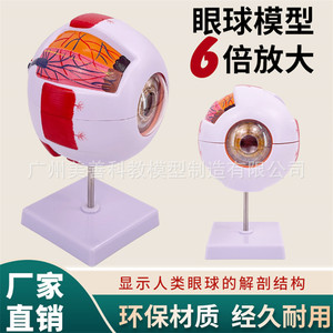 Modelo anatómico de ojo humano auténtico de alta gama para uso profesional médico, estructura anatómica del ojo, modelo de oftalmología con características faciales - Product Image 2