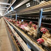 Cage à poulets de grande taille, cage à poulets en grillage métallique, cage à poulets antirouille, poulailler anti-corrosion, poulailler entièrement métallique