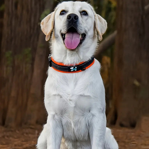 Yansıtıcı katı desen toka ile 2025 son modelleri ayarlanabilir naylon köpek tasması kişiselleştirilmiş güvenlik klasik tarzı köpek yaka - Product Image 5
